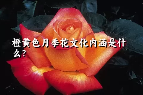 橙黄色月季花文化内涵是什么？