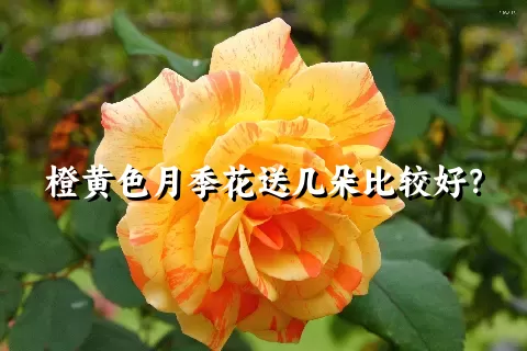 橙黄色月季花送几朵比较好？