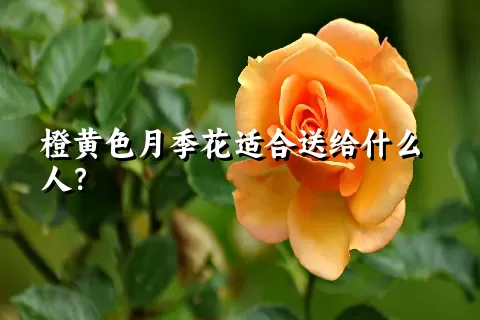 橙黄色月季花适合送给什么人？