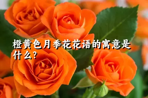 橙黄色月季花花语的寓意是什么？