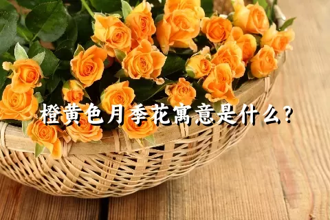 橙黄色月季花寓意是什么？