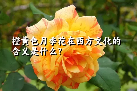 橙黄色月季花在西方文化的含义是什么？