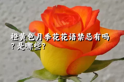 橙黄色月季花花语禁忌有吗？是哪些？