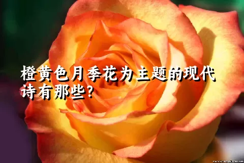 橙黄色月季花为主题的现代诗有那些？