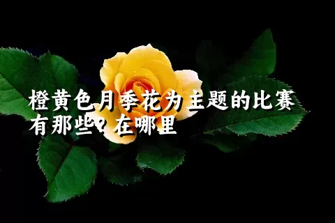 橙黄色月季花为主题的比赛有那些？在哪里