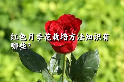 红色月季花栽培方法知识有哪些？