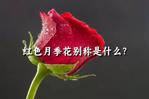 红色月季花别称是什么？