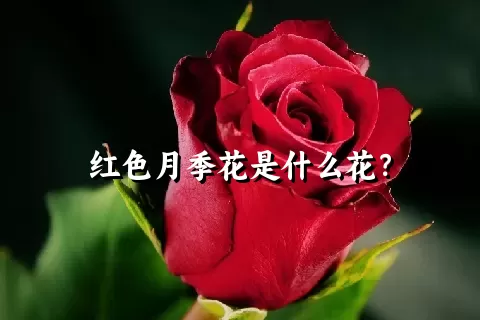 红色月季花是什么花？