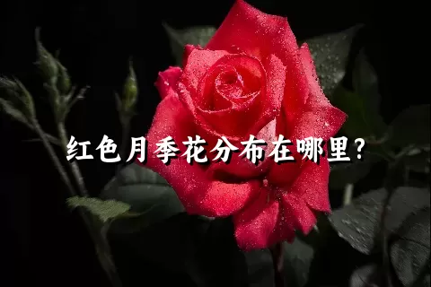 红色月季花分布在哪里?