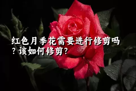 红色月季花需要进行修剪吗？该如何修剪？