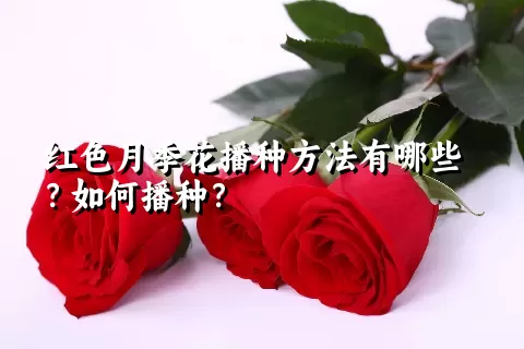 红色月季花播种方法有哪些？如何播种？