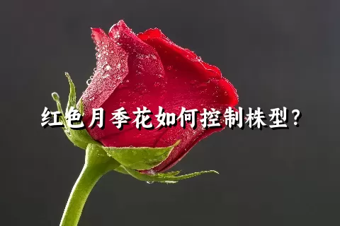 红色月季花如何控制株型？