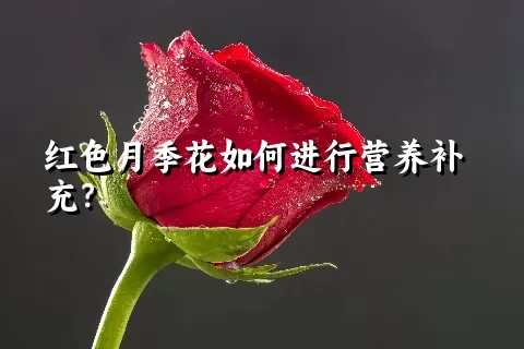 红色月季花如何进行营养补充？