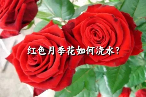 红色月季花如何浇水？