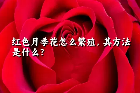 红色月季花怎么繁殖，其方法是什么？