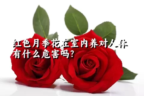 红色月季花在室内养对人体有什么危害吗？