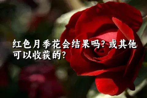 红色月季花会结果吗？或其他可以收获的？