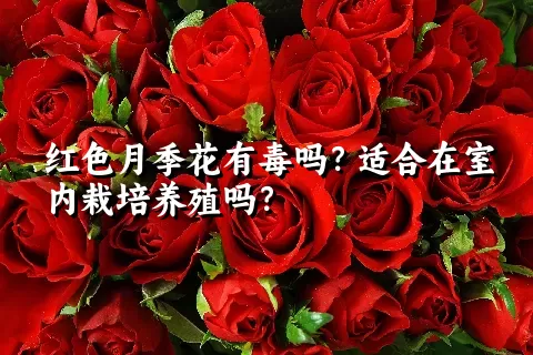 红色月季花有毒吗？适合在室内栽培养殖吗？