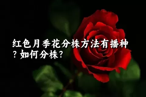 红色月季花分株方法有播种？如何分株？