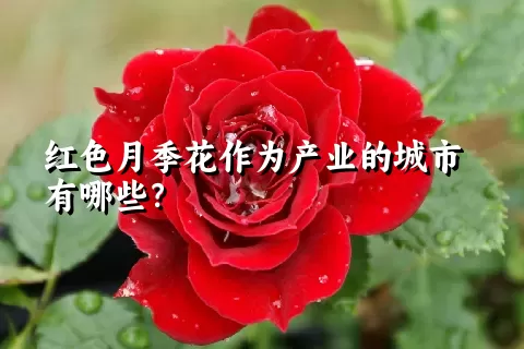 红色月季花作为产业的城市有哪些？