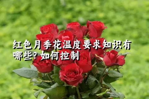 红色月季花温度要求知识有哪些？如何控制