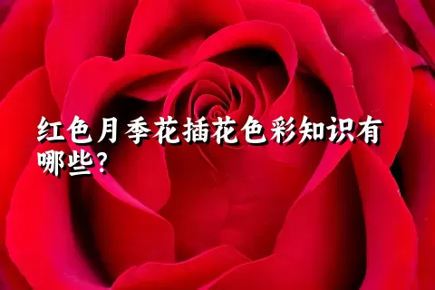 红色月季花插花色彩知识有哪些？