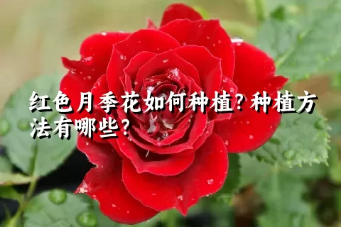 红色月季花如何种植？种植方法有哪些？