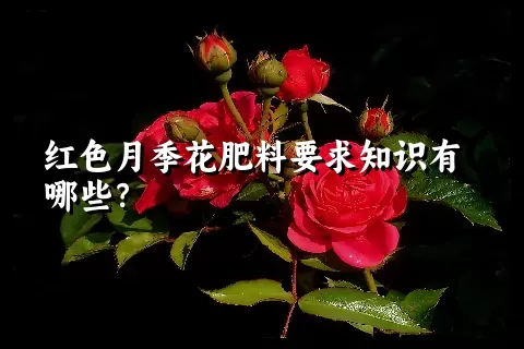 红色月季花肥料要求知识有哪些？