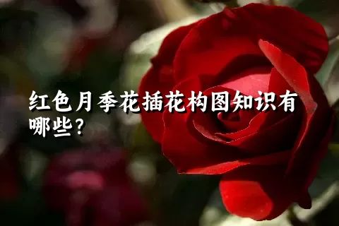 红色月季花插花构图知识有哪些？