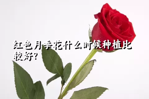 红色月季花什么时候种植比较好？