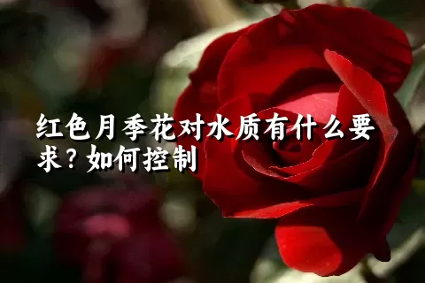 红色月季花对水质有什么要求？如何控制