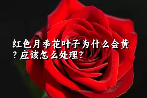 红色月季花叶子为什么会黄？应该怎么处理？