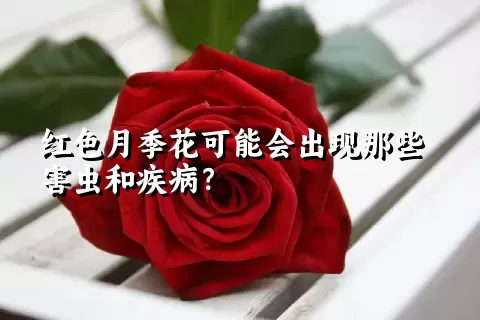 红色月季花可能会出现那些害虫和疾病？