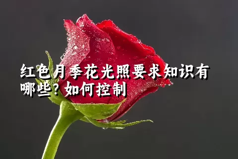 红色月季花光照要求知识有哪些？如何控制