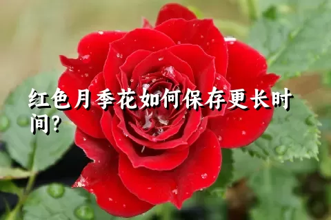 红色月季花如何保存更长时间？