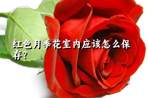 红色月季花室内应该怎么保存？