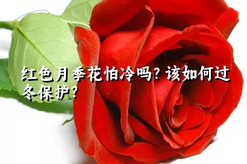 红色月季花怕冷吗？该如何过冬保护？