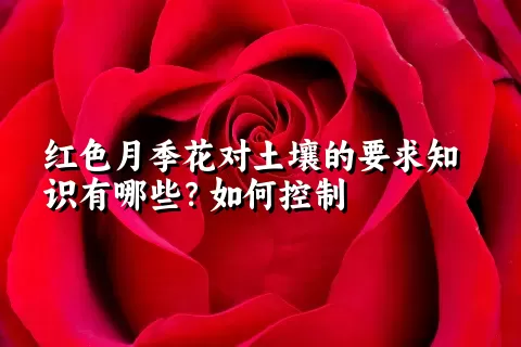 红色月季花对土壤的要求知识有哪些？如何控制