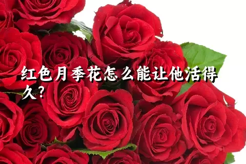 红色月季花怎么能让他活得久？