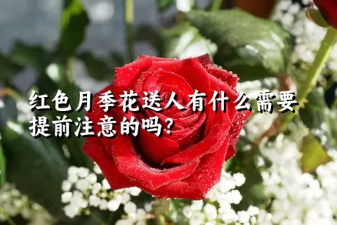 红色月季花送人有什么需要提前注意的吗？