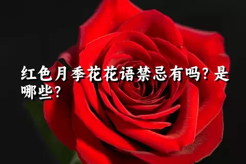 红色月季花花语禁忌有吗？是哪些？