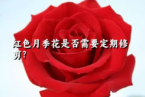 红色月季花是否需要定期修剪？