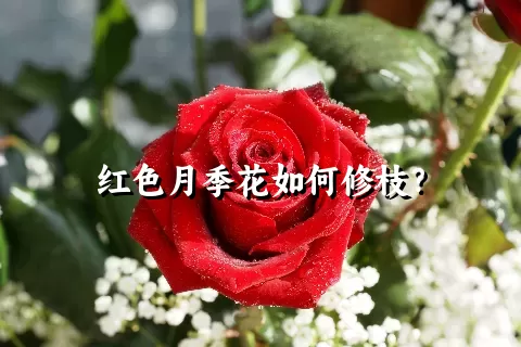 红色月季花如何修枝？