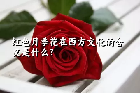 红色月季花在西方文化的含义是什么？