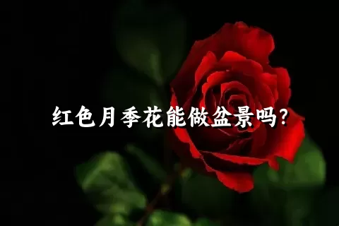 红色月季花能做盆景吗？