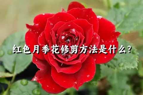 红色月季花修剪方法是什么？