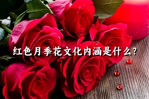 红色月季花文化内涵是什么？