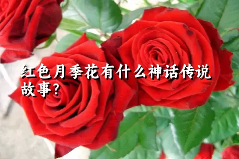 红色月季花有什么神话传说故事？