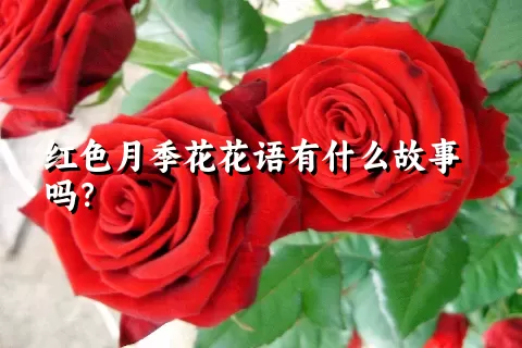 红色月季花花语有什么故事吗？