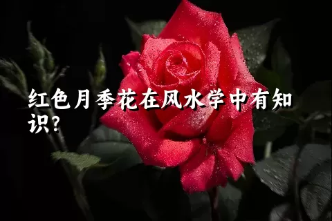 红色月季花在风水学中有知识？